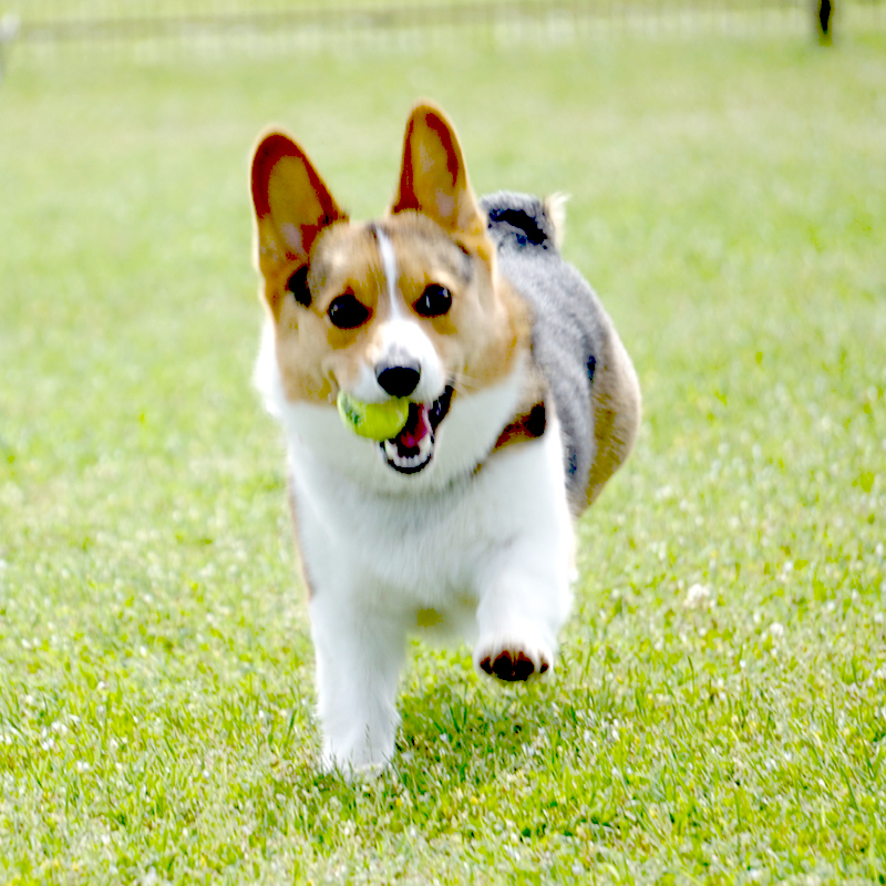 犬の写真